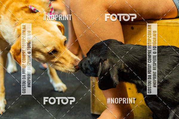 Buy your photos of the eventDog Wod - Crossfit Saurus on Fotop