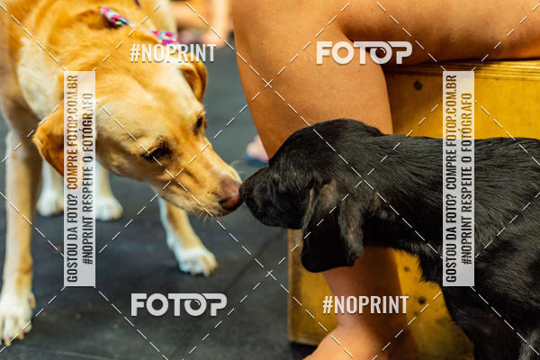 Buy your photos of the eventDog Wod - Crossfit Saurus on Fotop