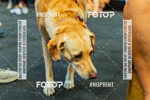 Buy your photos of the eventDog Wod - Crossfit Saurus on Fotop