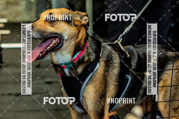 Buy your photos of the eventDog Wod - Crossfit Saurus on Fotop