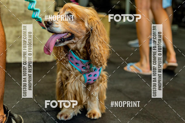 Buy your photos of the eventDog Wod - Crossfit Saurus on Fotop