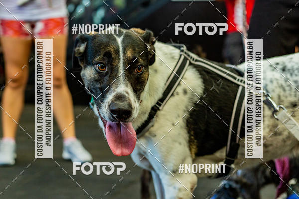 Buy your photos of the eventDog Wod - Crossfit Saurus on Fotop