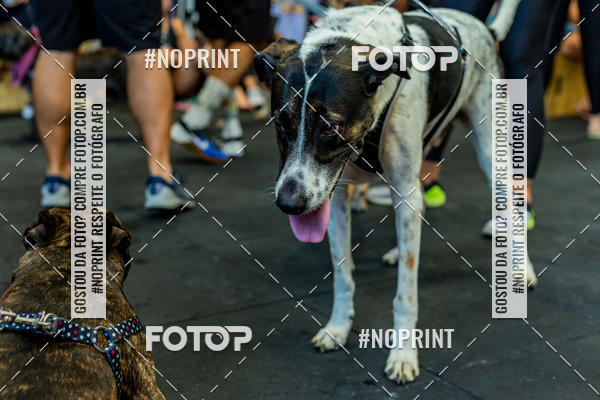 Buy your photos of the eventDog Wod - Crossfit Saurus on Fotop