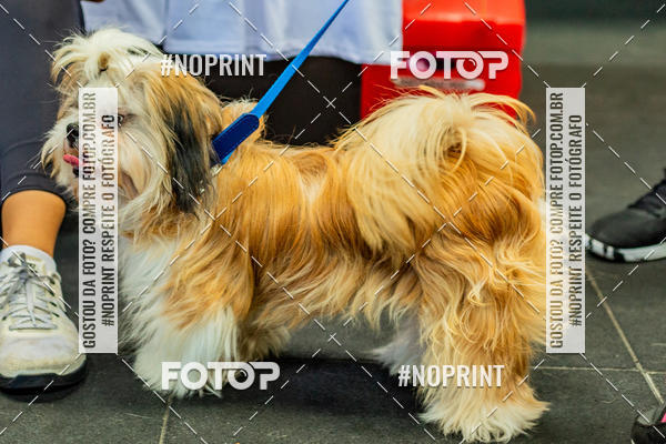 Buy your photos of the eventDog Wod - Crossfit Saurus on Fotop