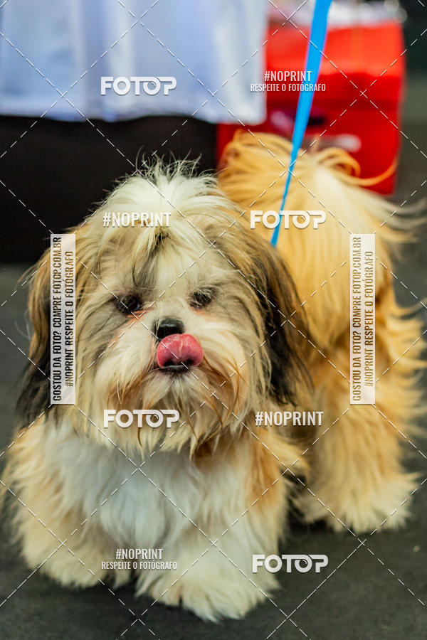 Buy your photos of the eventDog Wod - Crossfit Saurus on Fotop