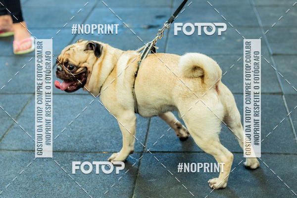 Buy your photos of the eventDog Wod - Crossfit Saurus on Fotop