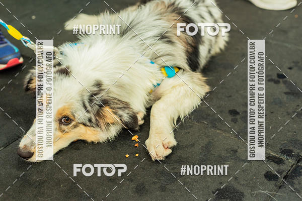 Buy your photos of the eventDog Wod - Crossfit Saurus on Fotop