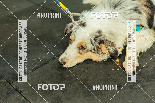 Buy your photos of the eventDog Wod - Crossfit Saurus on Fotop