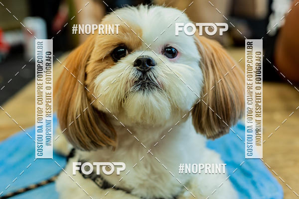 Buy your photos of the eventDog Wod - Crossfit Saurus on Fotop