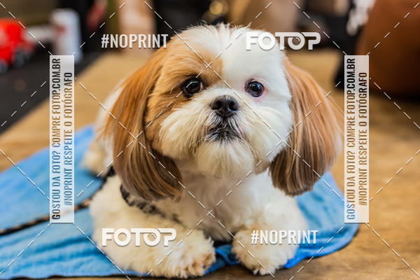 Buy your photos of the eventDog Wod - Crossfit Saurus on Fotop