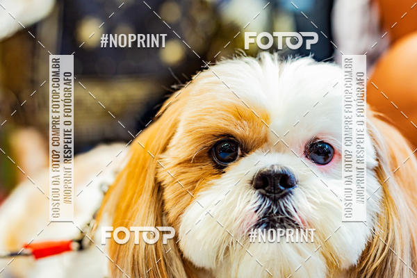 Buy your photos of the eventDog Wod - Crossfit Saurus on Fotop
