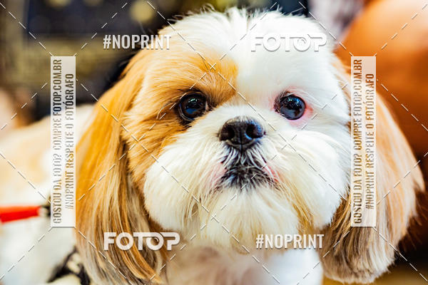 Buy your photos of the eventDog Wod - Crossfit Saurus on Fotop