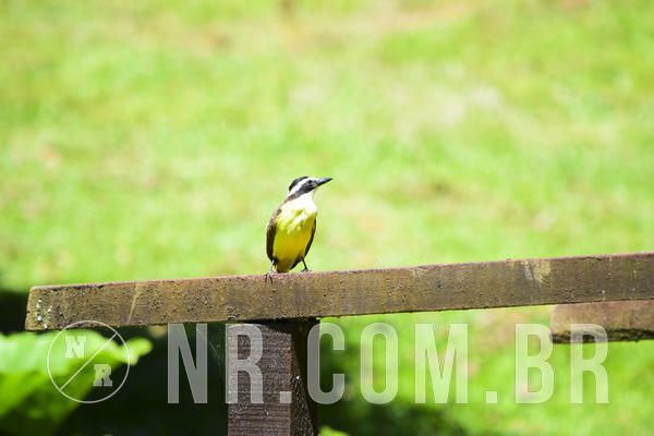 Buy your photos of the eventNR1 - ADJ - 29/01 a 03/02/19 on Fotop