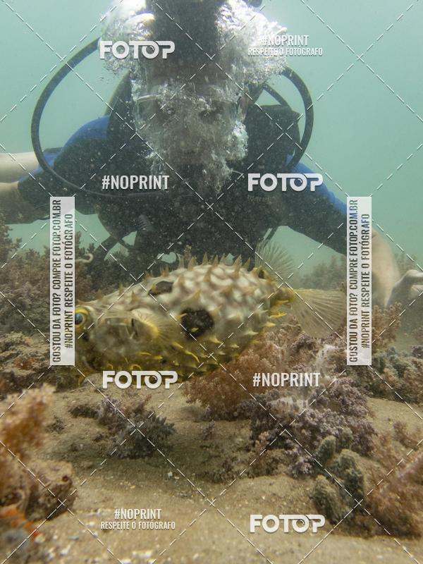 Buy your photos of the eventMergulho-Salvador-Maro on Fotop