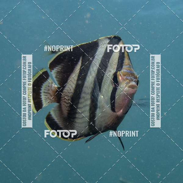 Buy your photos of the eventMergulho-Salvador-Maro on Fotop