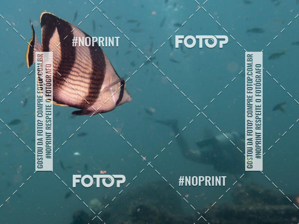 Buy your photos of the eventMergulho-Salvador-Maro on Fotop
