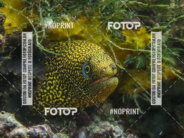 Buy your photos of the eventMergulho-Salvador-Maro on Fotop