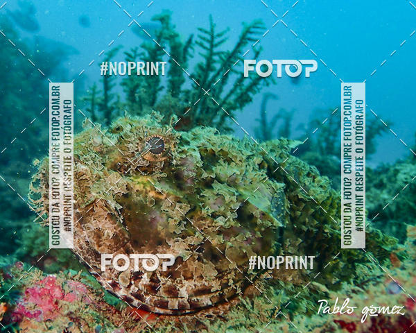 Buy your photos of the eventMergulho-Salvador-Maro on Fotop