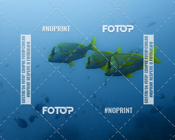 Buy your photos of the eventMergulho-Salvador-Maro on Fotop
