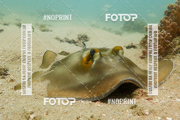 Buy your photos of the eventMergulho-Salvador-Maro on Fotop