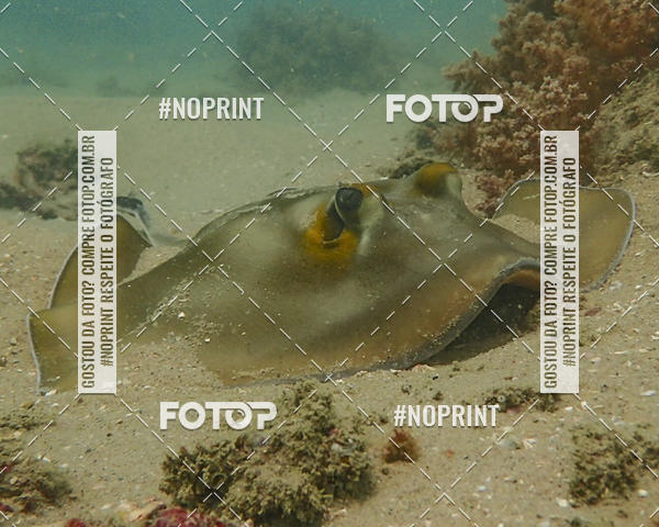 Buy your photos of the eventMergulho-Salvador-Maro on Fotop