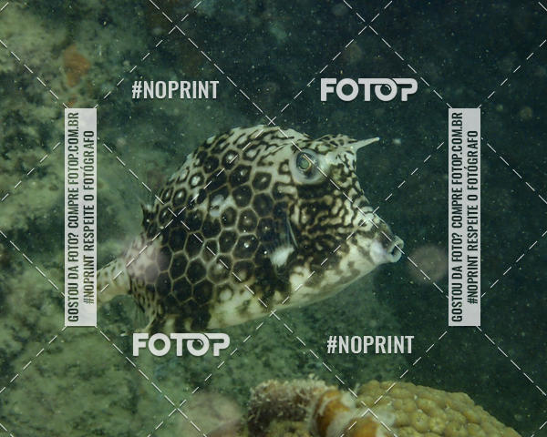 Buy your photos of the eventMergulho-Salvador-Maro on Fotop