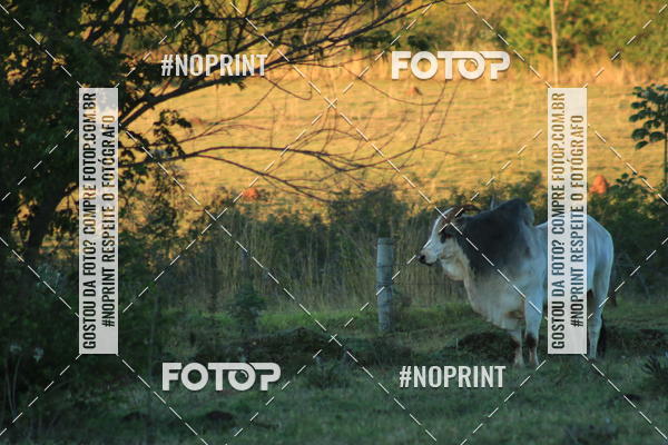 Buy your photos of the eventWolf Series - Botucatu on Fotop