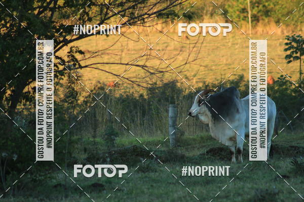 Buy your photos of the eventWolf Series - Botucatu on Fotop