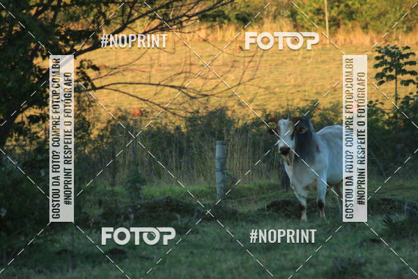 Buy your photos of the eventWolf Series - Botucatu on Fotop