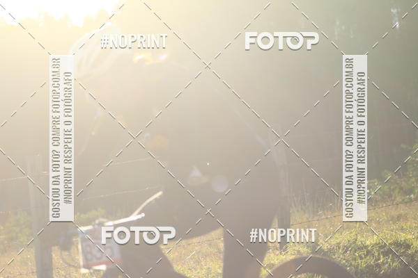 Buy your photos of the eventWolf Series - Botucatu on Fotop