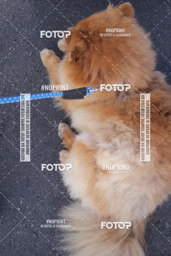 Buy your photos of the event4� Edi��o CWB Inline Marathon 2019 on Fotop