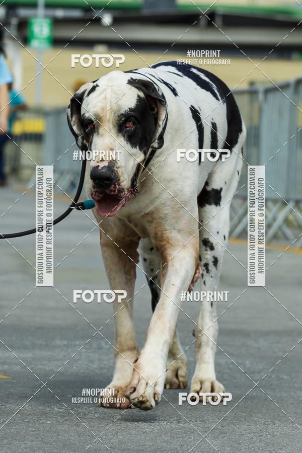 Buy your photos of the eventC�orrida Scooby Doo Internacional Shopping Guarulhos 2019 on Fotop