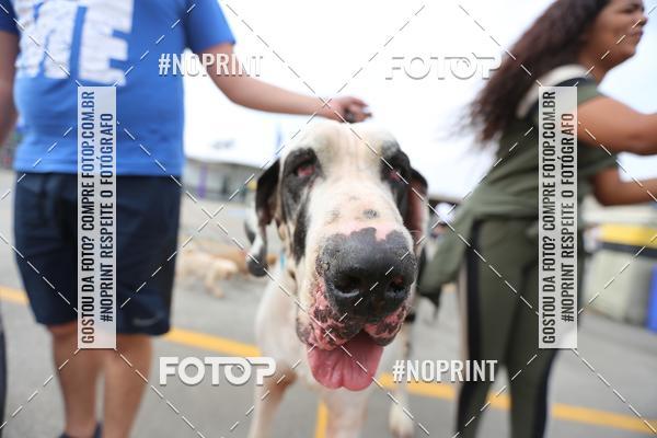 Buy your photos of the eventC�orrida Scooby Doo Internacional Shopping Guarulhos 2019 on Fotop