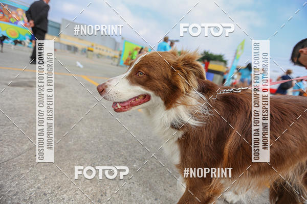 Buy your photos of the eventC�orrida Scooby Doo Internacional Shopping Guarulhos 2019 on Fotop