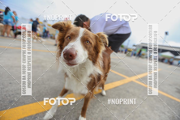 Buy your photos of the eventC�orrida Scooby Doo Internacional Shopping Guarulhos 2019 on Fotop