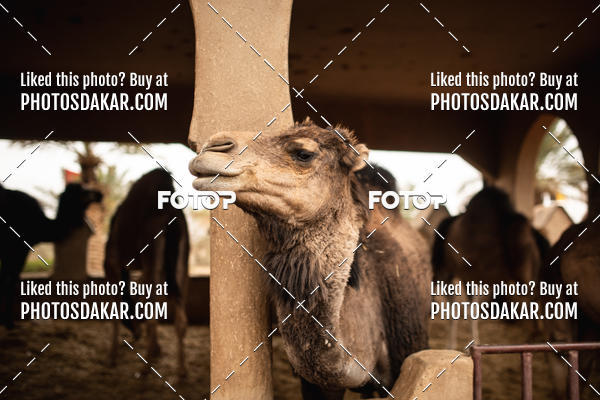 Buy your photos of the eventMerzouga 2019 on Fotop