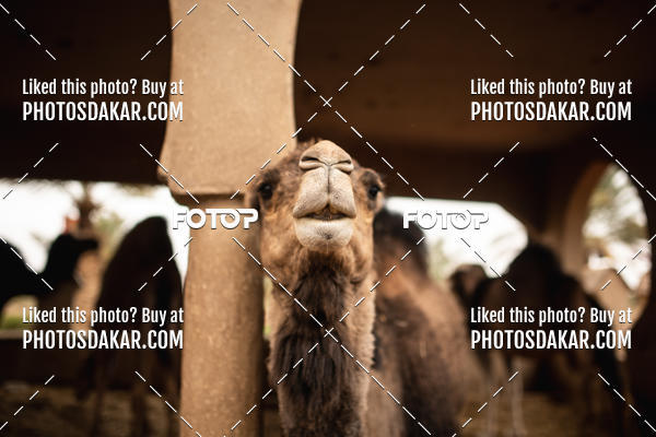 Buy your photos of the eventMerzouga 2019 on Fotop