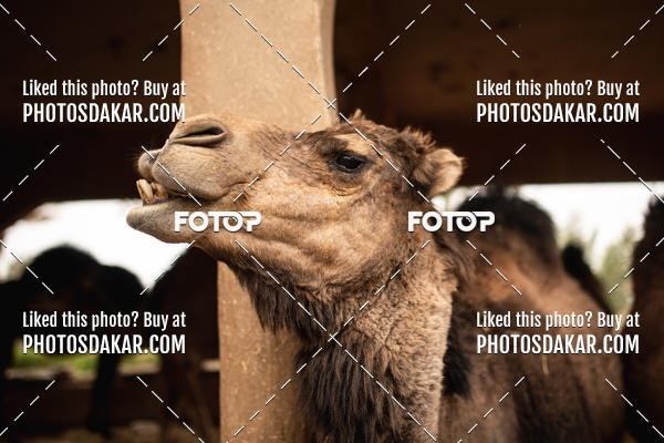 Buy your photos of the eventMerzouga 2019 on Fotop