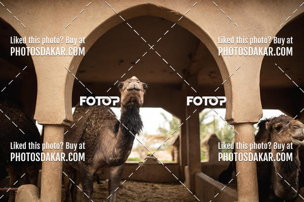 Buy your photos of the eventMerzouga 2019 on Fotop