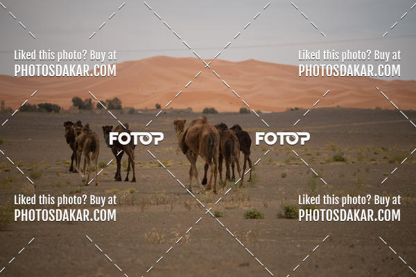 Buy your photos of the eventMerzouga 2019 on Fotop
