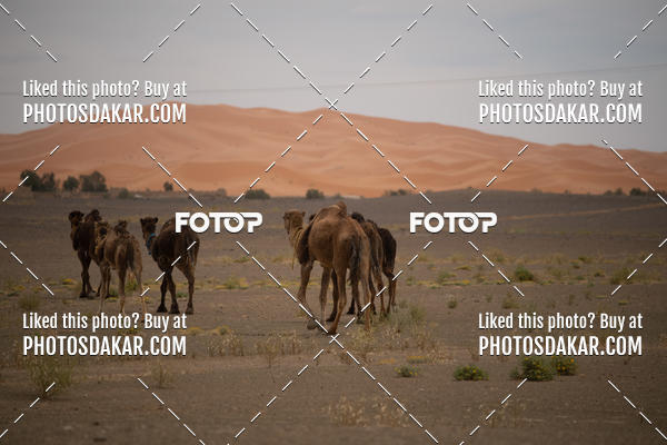 Buy your photos of the eventMerzouga 2019 on Fotop