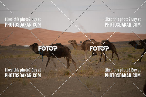 Buy your photos of the eventMerzouga 2019 on Fotop