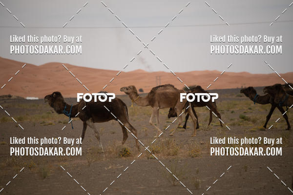 Buy your photos of the eventMerzouga 2019 on Fotop