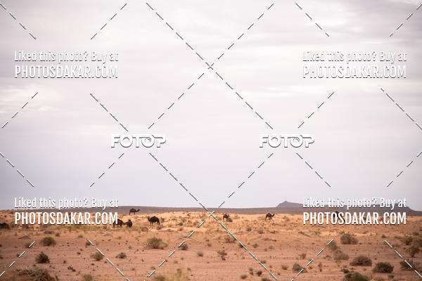 Buy your photos of the eventMerzouga 2019 on Fotop