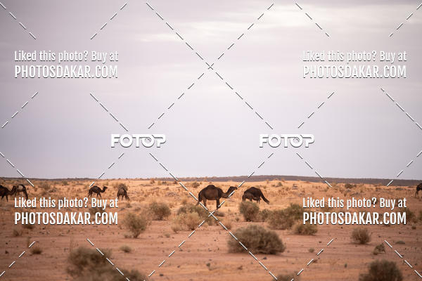 Buy your photos of the eventMerzouga 2019 on Fotop