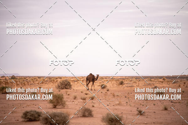 Buy your photos of the eventMerzouga 2019 on Fotop