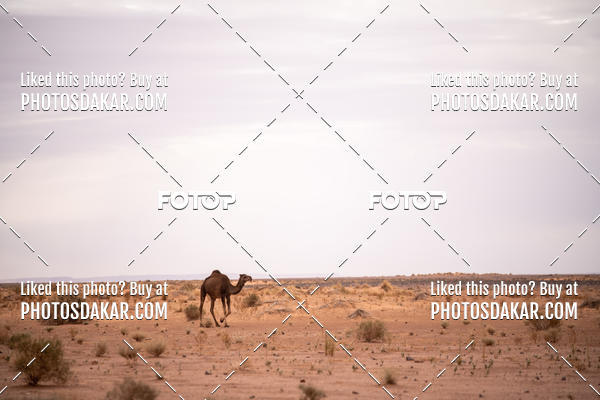 Buy your photos of the eventMerzouga 2019 on Fotop