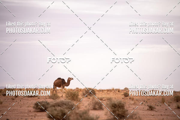 Buy your photos of the eventMerzouga 2019 on Fotop