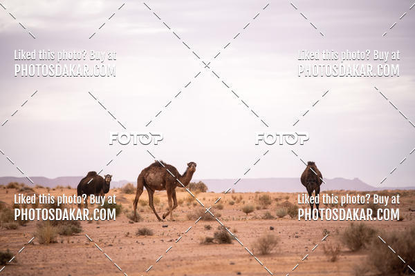 Buy your photos of the eventMerzouga 2019 on Fotop