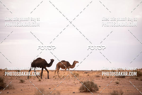 Buy your photos of the eventMerzouga 2019 on Fotop